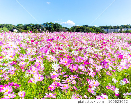 在秋日晴朗的天空下,一片明亮、盛開的波斯菊花田 在秋日晴朗的天空下,一片明亮、盛開的波斯菊花田 109625652