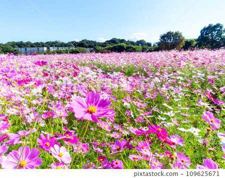 在秋日晴朗的天空下，一片明亮、盛開的波斯菊花田 109625671