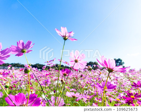 在秋日晴朗的天空下，一片明亮、盛開的波斯菊花田 109625673