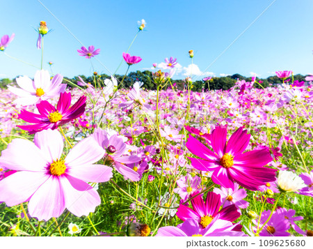 A bright, full-bloom cosmos field full of flowers under a clear autumn sky A bright, full-bloom cosmos field full of flowers under a clear autumn sky 109625680