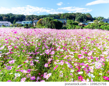 A bright, full-bloom cosmos field full of flowers under a clear autumn sky 109625708