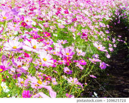 在秋日晴朗的天空下,一片明亮、盛開的波斯菊花田 在秋日晴朗的天空下,一片明亮、盛開的波斯菊花田 109625728