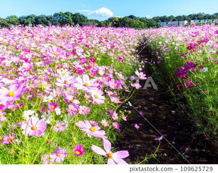 A bright, full-bloom cosmos field full of flowers under a clear autumn sky A bright, full-bloom cosmos field full of flowers under a clear autumn sky 109625729