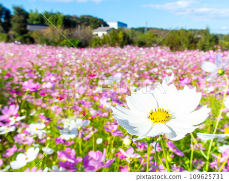 在秋日晴朗的天空下，一片明亮、盛開的波斯菊花田 109625731