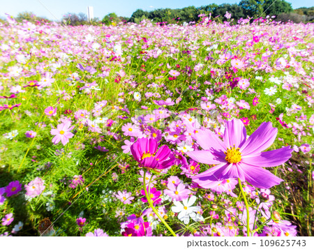 A bright, full-bloom cosmos field full of flowers under a clear autumn sky A bright, full-bloom cosmos field full of flowers under a clear autumn sky 109625743