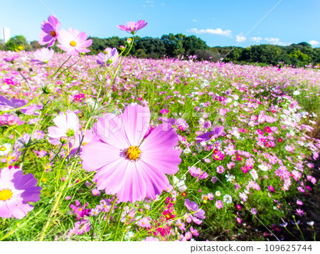 A bright, full-bloom cosmos field full of flowers under a clear autumn sky A bright, full-bloom cosmos field full of flowers under a clear autumn sky 109625744
