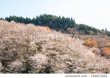 Saiki City Honjo Iwaya's Senbon Sakura 109625868
