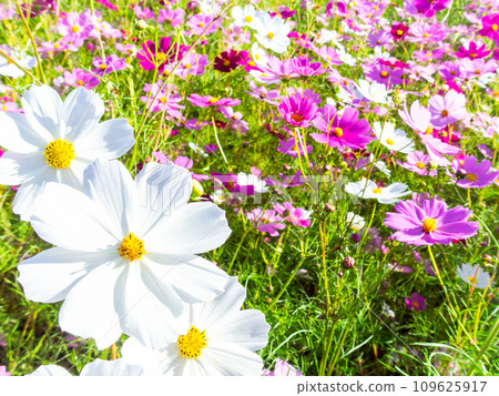 A bright, full-bloom cosmos field full of flowers under a clear autumn sky 109625917