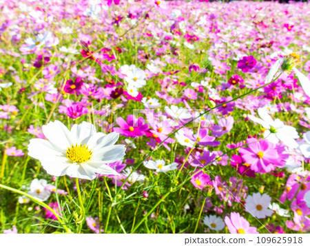 A bright, full-bloom cosmos field full of flowers under a clear autumn sky A bright, full-bloom cosmos field full of flowers under a clear autumn sky 109625918