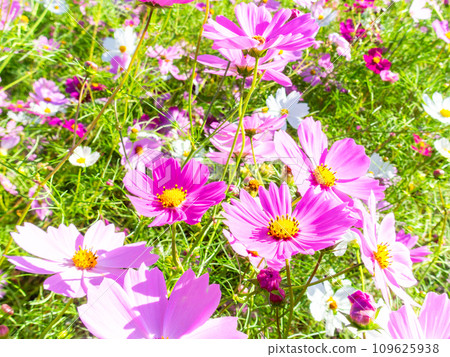 A bright, full-bloom cosmos field full of flowers under a clear autumn sky A bright, full-bloom cosmos field full of flowers under a clear autumn sky 109625938