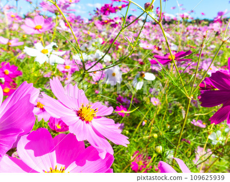 A bright, full-bloom cosmos field full of flowers under a clear autumn sky A bright, full-bloom cosmos field full of flowers under a clear autumn sky 109625939