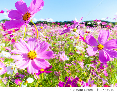 A bright, full-bloom cosmos field full of flowers under a clear autumn sky A bright, full-bloom cosmos field full of flowers under a clear autumn sky 109625940