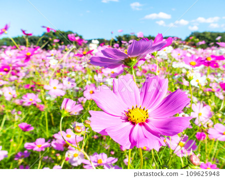 在秋日晴朗的天空下，一片明亮、盛開的波斯菊花田 109625948