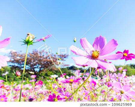 A bright, full-bloom cosmos field full of flowers under a clear autumn sky 109625969