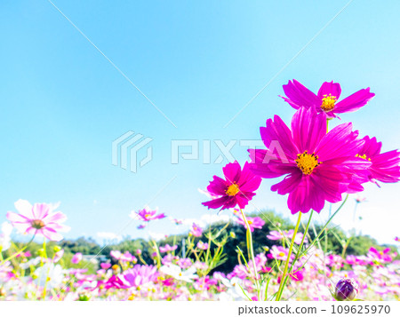 A bright, full-bloom cosmos field full of flowers under a clear autumn sky 109625970