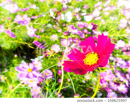 在秋日晴朗的天空下,一片明亮、盛開的波斯菊花田 在秋日晴朗的天空下,一片明亮、盛開的波斯菊花田 109625997