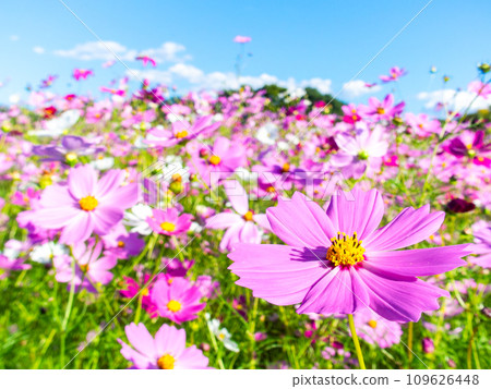 在秋日晴朗的天空下,一片明亮、盛開的波斯菊花田 在秋日晴朗的天空下,一片明亮、盛開的波斯菊花田 109626448