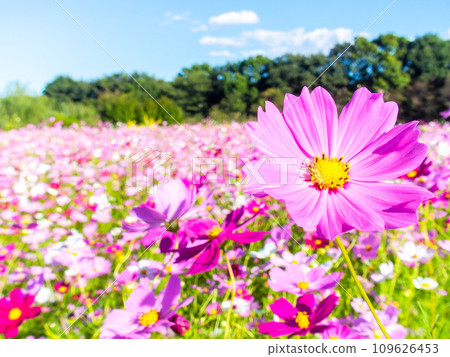 A bright, full-bloom cosmos field full of flowers under a clear autumn sky A bright, full-bloom cosmos field full of flowers under a clear autumn sky 109626453