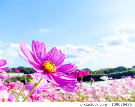 A bright, full-bloom cosmos field full of flowers under a clear autumn sky A bright, full-bloom cosmos field full of flowers under a clear autumn sky 109626486