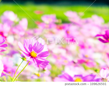 A bright, full-bloom cosmos field full of flowers under a clear autumn sky 109626501