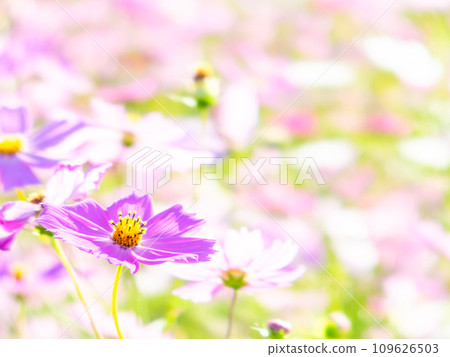 A bright, full-bloom cosmos field full of flowers under a clear autumn sky 109626503