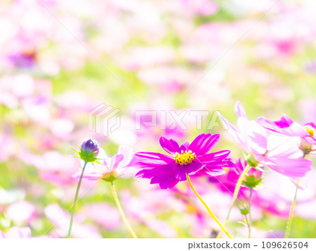 在秋日晴朗的天空下，一片明亮、盛開的波斯菊花田 109626504