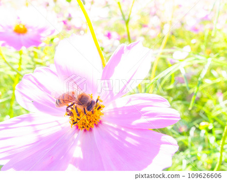 在秋天晴朗的天空下，一隻蜜蜂在明亮、盛開的波斯菊花叢中吸食花蜜。 109626606