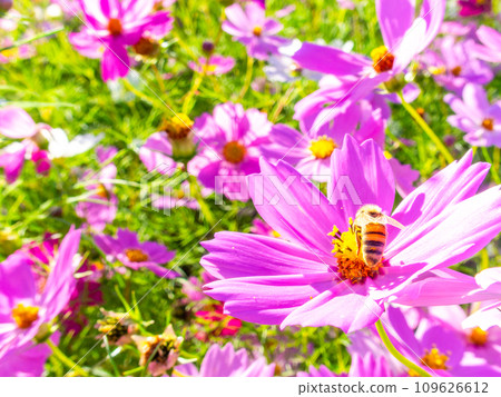 A bee sucks nectar in a bright, full-bloom cosmos field under a clear autumn sky. A bee sucks nectar in a bright, full-bloom cosmos field under a clear autumn sky. 109626612