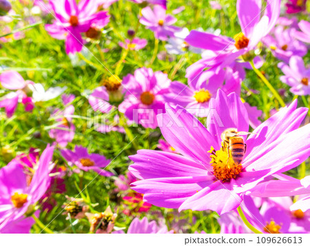 A bee sucks nectar in a bright, full-bloom cosmos field under a clear autumn sky. A bee sucks nectar in a bright, full-bloom cosmos field under a clear autumn sky. 109626613