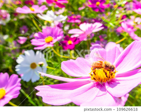 在秋天晴朗的天空下,一隻蜜蜂在明亮、盛開的波斯菊花叢中吸食花蜜。 在秋天晴朗的天空下,一隻蜜蜂在明亮、盛開的波斯菊花叢中吸食花蜜。 109626618