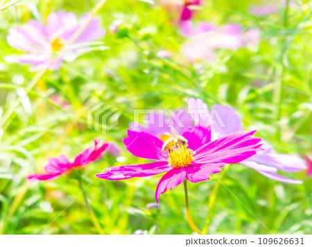 在秋天晴朗的天空下,一隻蜜蜂在明亮、盛開的波斯菊花叢中吸食花蜜。 在秋天晴朗的天空下,一隻蜜蜂在明亮、盛開的波斯菊花叢中吸食花蜜。 109626631