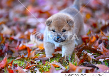 puppy walking in fallen leaves 109626738