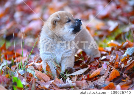 小狗在落葉中行走 109626740