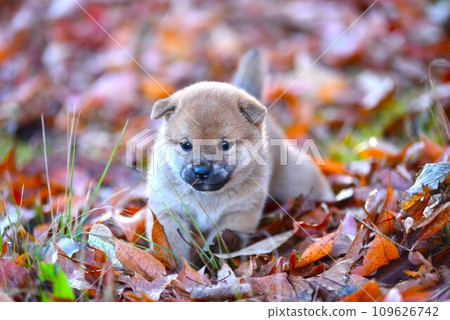 小狗在落葉中行走 109626742