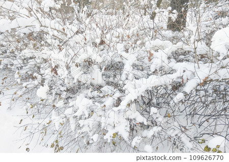 View of heavily snow-covered bushes in the forest. View of heavily snow-covered bushes in the forest. 109626770