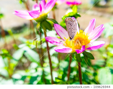 A cute lycaen butterfly comes to suck nectar from a dahlia in full bloom under a sunny autumn sky. A cute lycaen butterfly comes to suck nectar from a dahlia in full bloom under a sunny autumn sky. 109626944
