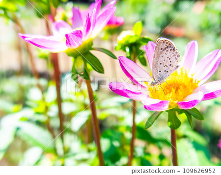 A cute lycaen butterfly comes to suck nectar from a dahlia in full bloom under a sunny autumn sky. 109626952