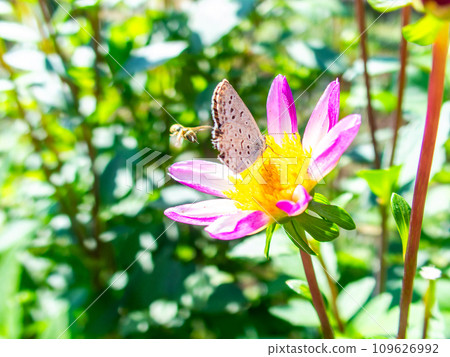 A cute lycaen butterfly comes to suck nectar from a dahlia in full bloom under a sunny autumn sky. A cute lycaen butterfly comes to suck nectar from a dahlia in full bloom under a sunny autumn sky. 109626992