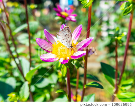 A cute lycaen butterfly comes to suck nectar from a dahlia in full bloom under a sunny autumn sky. 109626995
