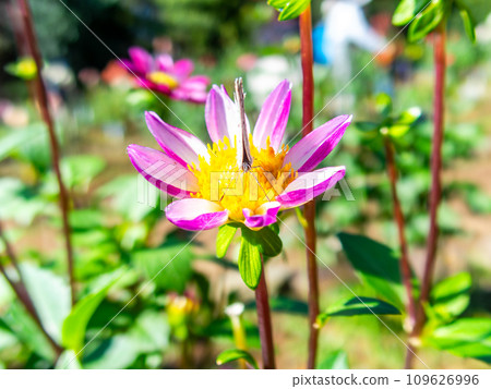 A cute lycaen butterfly comes to suck nectar from a dahlia in full bloom under a sunny autumn sky. 109626996