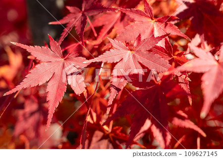 日本 美麗 楓葉 旅遊 背景 楓樹  Maple leaf メープルリーフ 紅葉 モミジ もみじ 109627145
