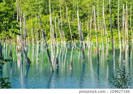 夏日的白金藍池,北海道美瑛町 夏日的白金藍池,北海道美瑛町 109627166