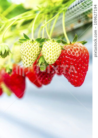 Red ripening strawberry fruits, strawberry picking at the house, Yamamoto Town, Miyagi Prefecture Red ripening strawberry fruits, strawberry picking at the house, Yamamoto Town, Miyagi Prefecture 109627194