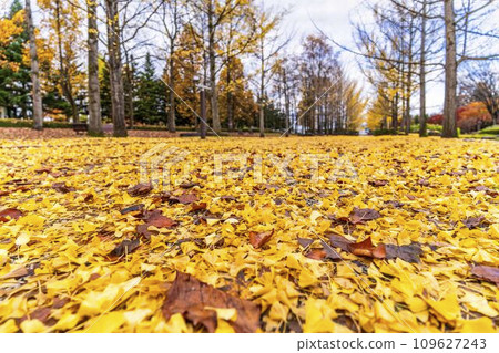 山形縣天童市秋天的山形縣體育公園銀杏樹線,銀杏葉地毯 山形縣天童市秋天的山形縣體育公園銀杏樹線,銀杏葉地毯 109627243
