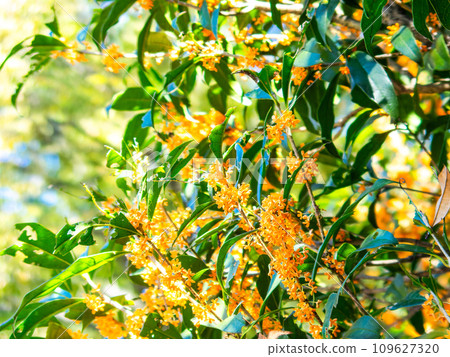 秋景：橘色桂花，香氣濃鬱 109627320