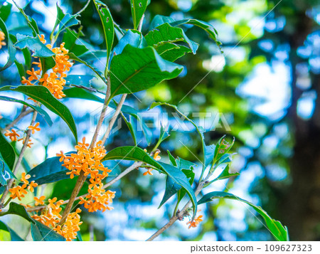 Autumn scenery: Orange-colored osmanthus with a rich fragrance 109627323