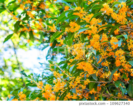秋景:橘色桂花,香氣濃鬱 秋景:橘色桂花,香氣濃鬱 109627340