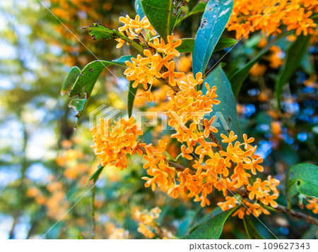 秋景:橘色桂花,香氣濃鬱 秋景:橘色桂花,香氣濃鬱 109627343