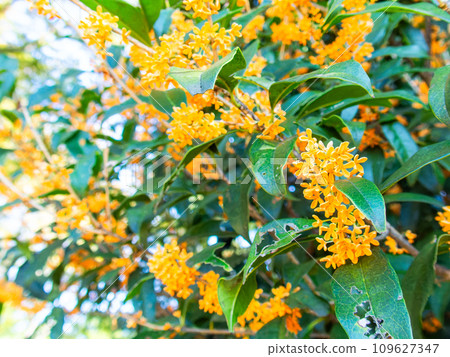 Autumn scenery: Orange-colored osmanthus with a rich fragrance Autumn scenery: Orange-colored osmanthus with a rich fragrance 109627347