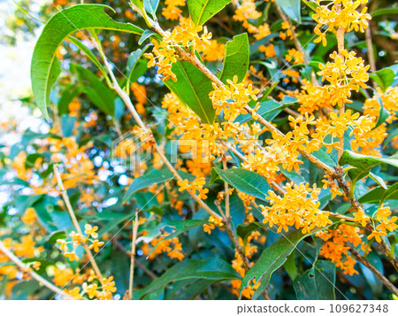 Autumn scenery: Orange-colored osmanthus with a rich fragrance Autumn scenery: Orange-colored osmanthus with a rich fragrance 109627348